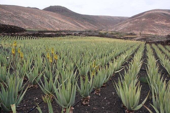 Aruba Sightseeing Tour With Transport - Included in the Package