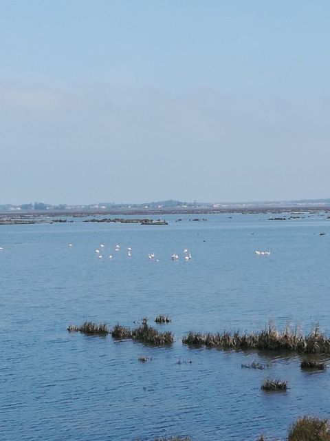 Aveiro: Tour Ria - Bike Adventure in Aveiro's Estuary - Experience Highlights