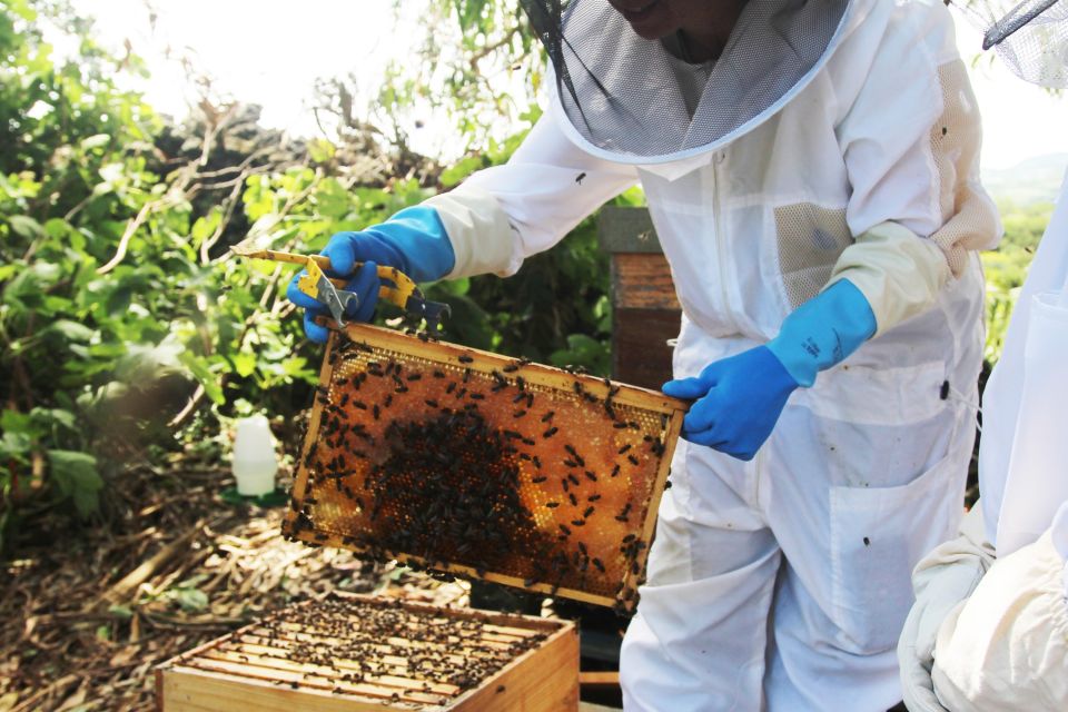 Azores Beekeeping Tour and Honey Taste - Experience Highlights