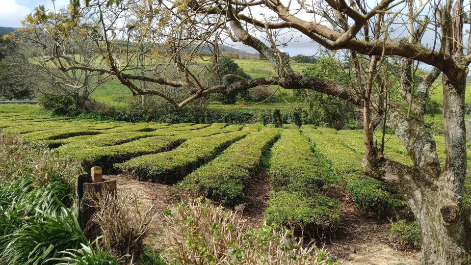 Azores: Full Day Private Tour Furnas Hot Baths & Gastronomy - Gorreana Tea Factory