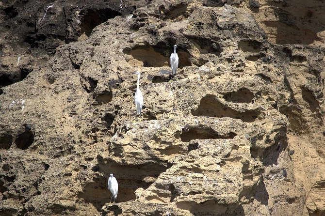 Azores Marine Birdwatching Expedition - Expedition Staff and Expertise