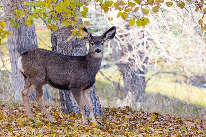 Banff Wildlife | Big Canoe Tour - Additional Info