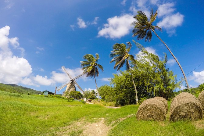 Barbados Island Tour, Monkey Feeding & Swimming With the Turtles - Pickup and Additional Information