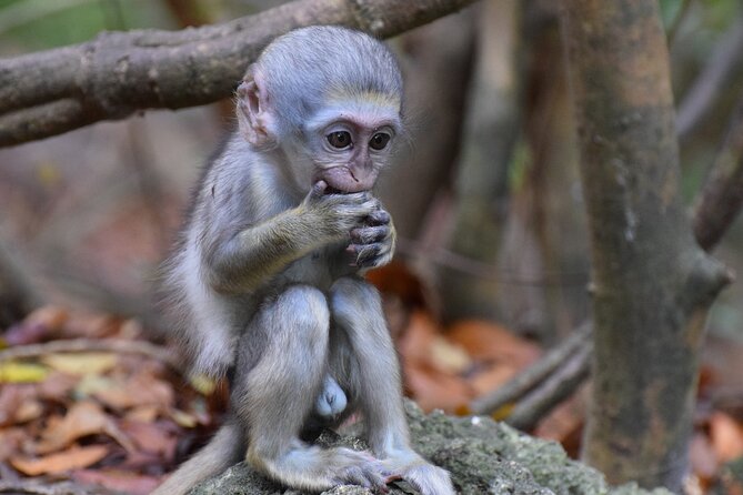 Barbados Shore Excursion: Wildlife Encounter and Beach Day - Wildlife Encounter