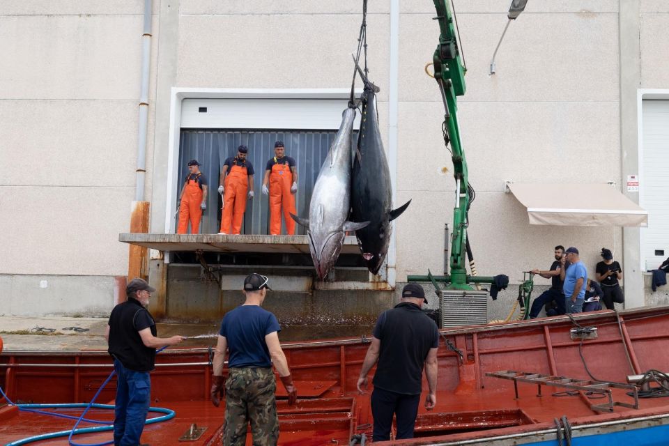 Barbate: Boat Tour to the Almadraba of Conil (Tuna Fishing) - Almadraba Exploration