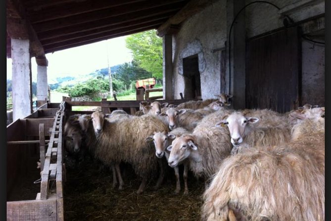 BASQUE CHEESE and TXAKOLI WINE - Private Gastronomic Adventure - Txakoli Winery Tour