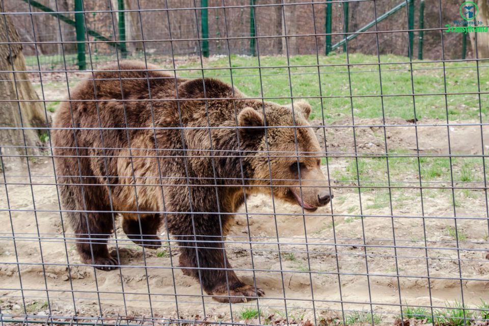 Bear Sanctuary & Bran Castle & Airport OTP From Brasov - Bear Sanctuary LiBEARty