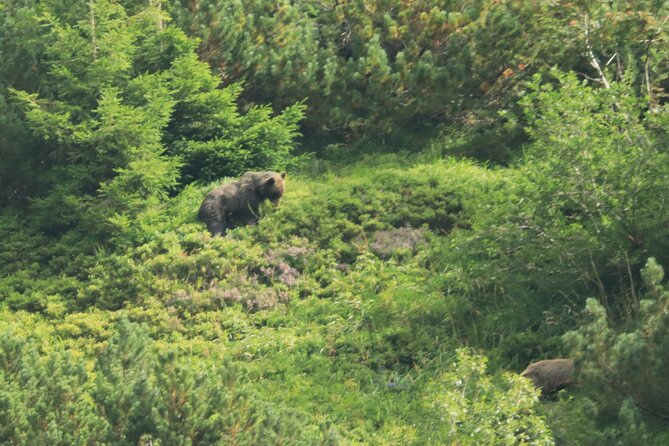 Bearwatching Hiking Day Tour in High Tatras From Poprad - Meeting and Pickup