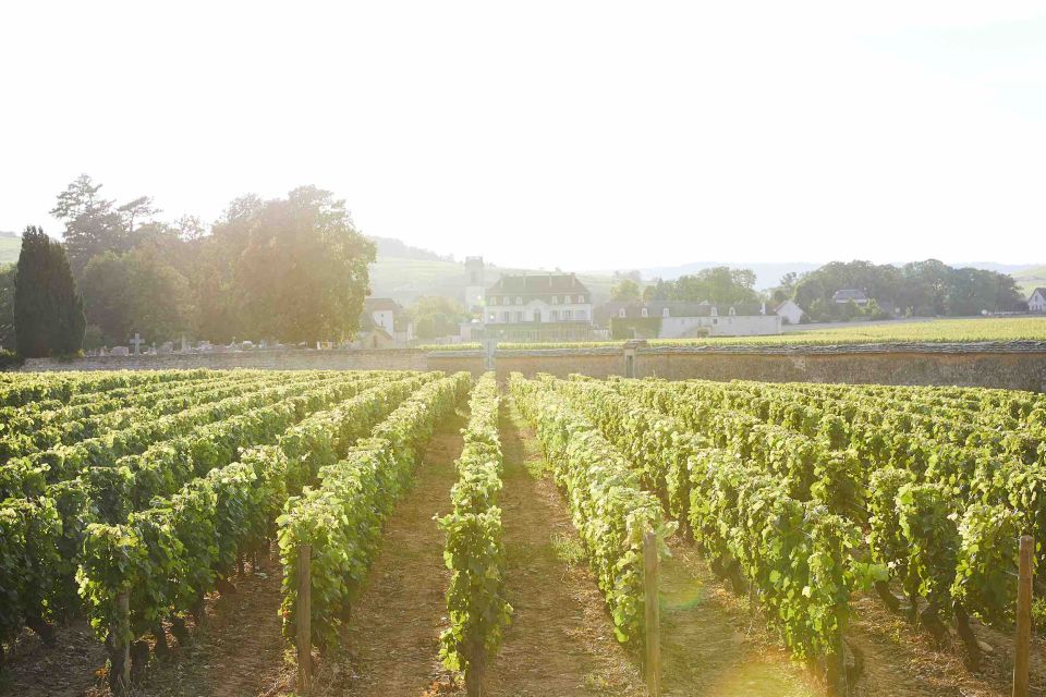 Beaune: Wine Tasting at Château De Pommard - Burgundys Classifications and Terroirs