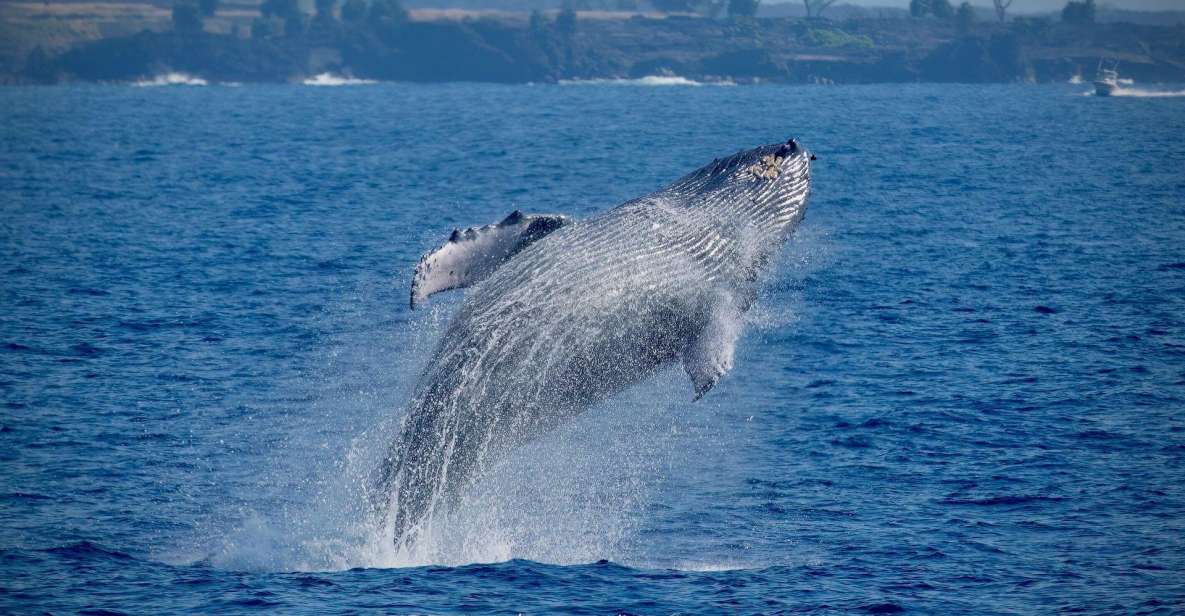 Big Island: Kona Super Raft Whale Watch - Included Amenities