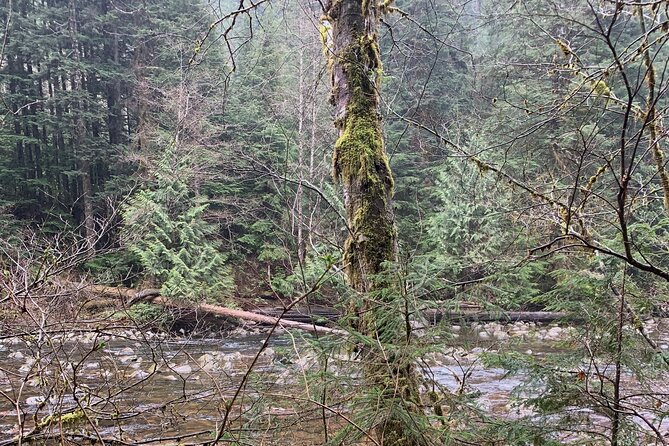 Bike/ E-bike North Vancouvers Seymour Demonstration Forest - Picnic Lunch With Scenic Views