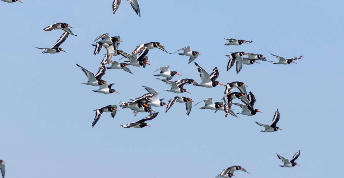 Birdwatching Boat Tour in the Tagus Estuary - Guided Experience