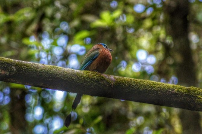 Birdwatching, Waterfall, Rainforest and Island Nature Tours - Argyle Waterfall