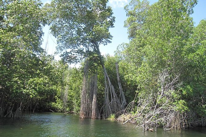 Black River Safari and YS Falls Tour From Negril - Participation Guidelines