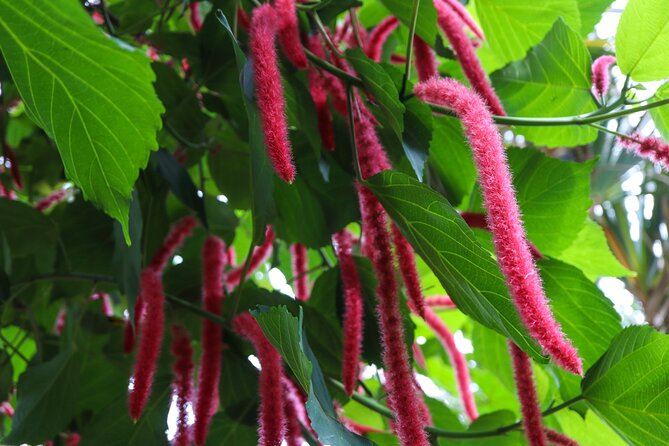 Bloedel Conservatory Admission Ticket - Immerse in the Healing Garden