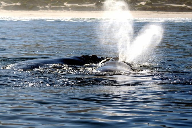 Boat Based Whale Watching From Hermanus - Meeting and Pickup Location