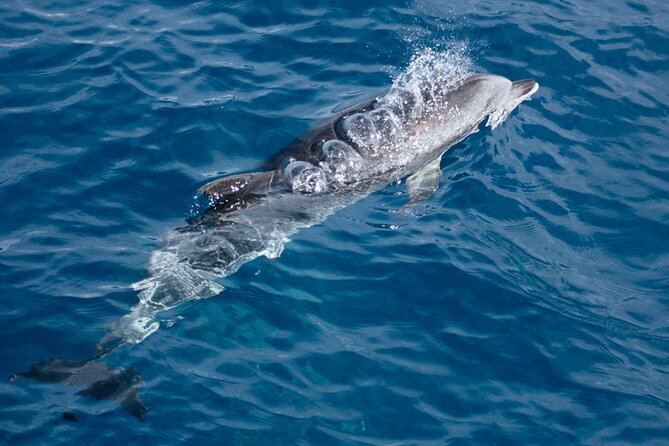 Boat Trip Along the Northwest Coast of La Palma - Accessibility and Restrictions