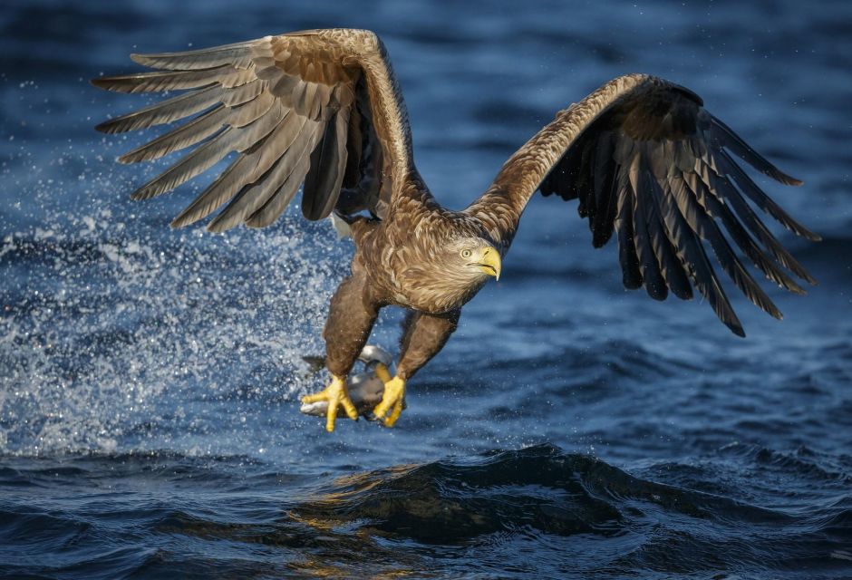 Bodø: RIB to Saltstraumen With a Sea Eagle Safari - Tour Duration and Pricing