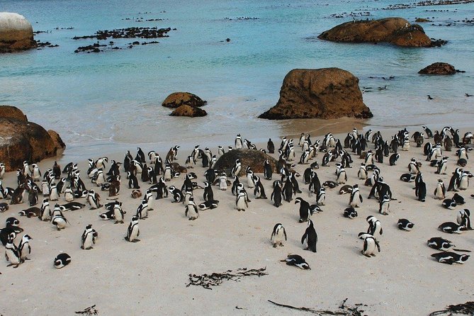 Boulders Beach Cape Town: Swimming With Penguin & Close Encounter Half Day Tour - Additional Highlights