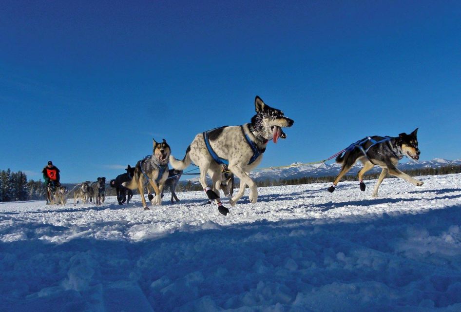 Bozeman: 6 Day Yellowstone Winter Wonderland Tour - Accommodations and Inclusions