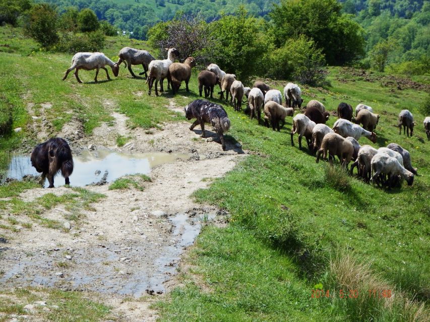 Bucharest: Slanic Salt Mine & Carpathian Mountains Day Tour - Inclusions