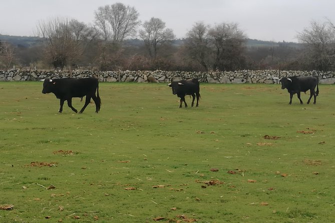 Bull Breeding Farm: Guided Half-Day Tour From Seville - Tour Logistics