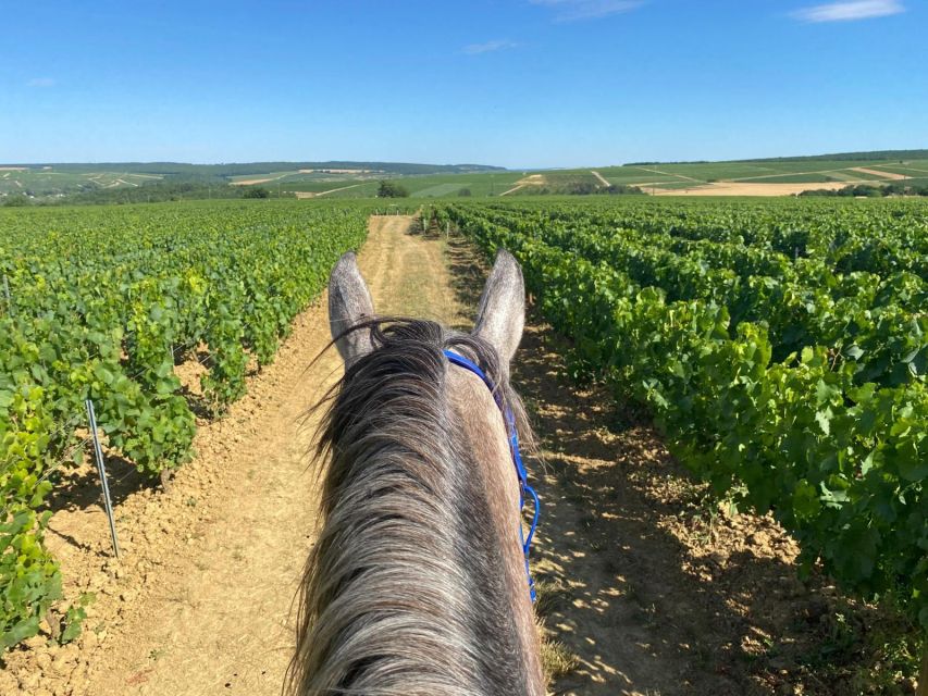 Burgundy: Horse Riding Tour in Chablis - Languages and Availability