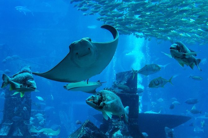 Burj Khalifa, Dubai Aquarium and Underwater Zoo Combo Tickets - Dubai Aquarium & Underwater Zoo