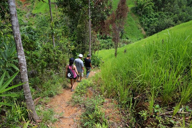 Bush Hiking to Explore Wild Plants & Fresh Fruits,Montego Bay - Private Tour Highlights