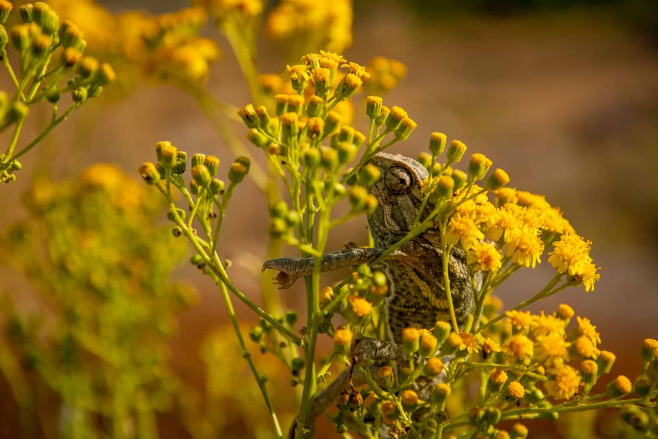 Buskett Woodlands and Dingli Cliffs Private Nature Tour - Itinerary and Activities