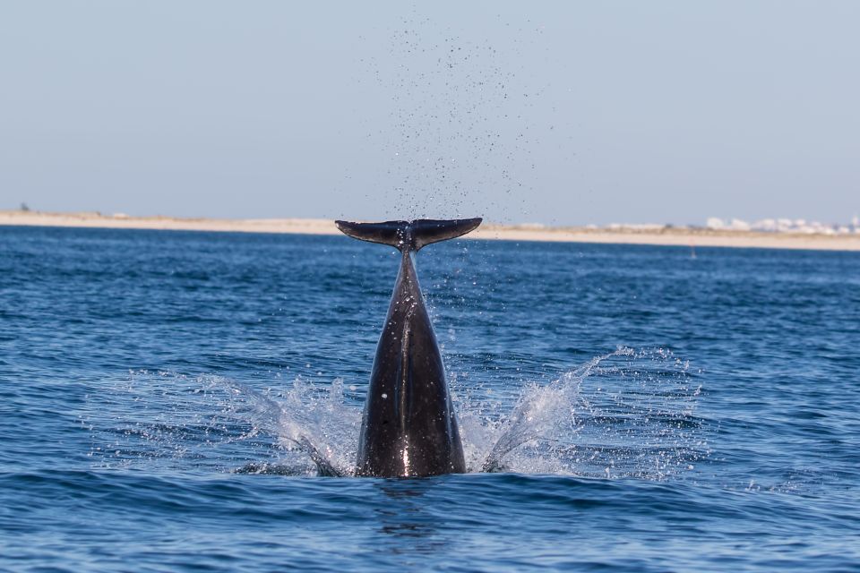 Cabanas De Tavira: Dolphin Watching Boat Tour - Tour Inclusions