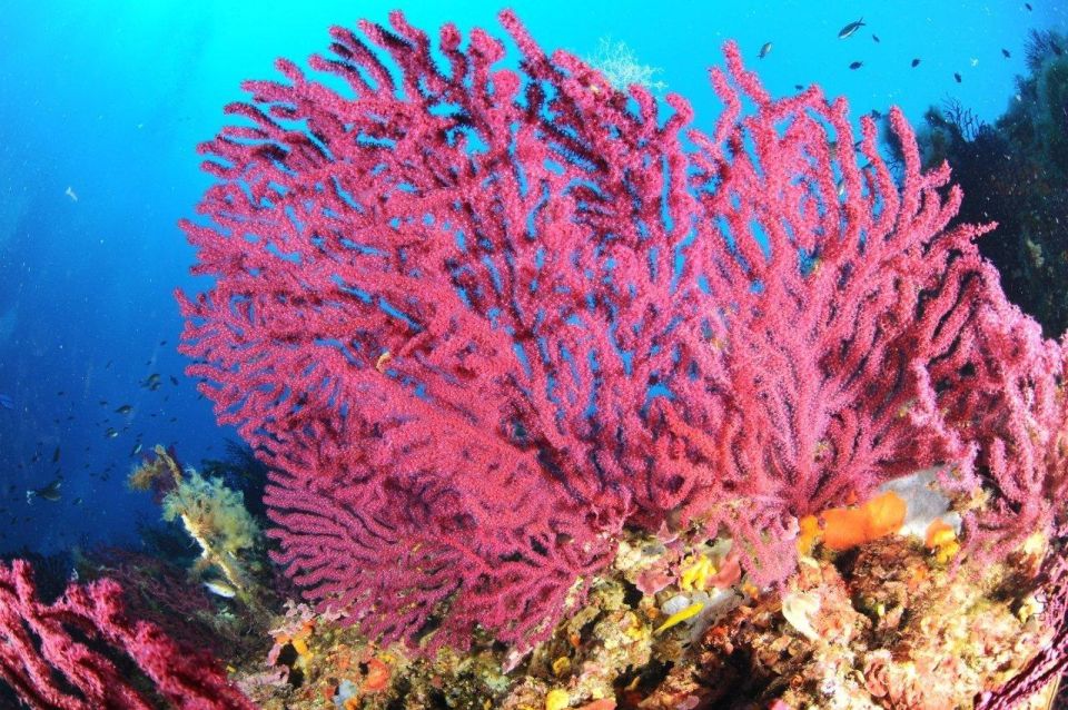 Calvi: Pointe De La Revellata Snorkeling Boat Tour - Family-Friendly Snorkeling Adventure