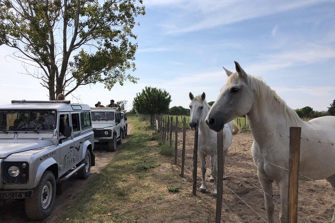 Camargue 4x4 Safari 2 Hours Saintes Maries De La MerTranslated Into English, the Input Text Is:Camargue 4x4 Safari 2 Hours Saintes Maries De La Mer - Camargue Horses and Wildlife