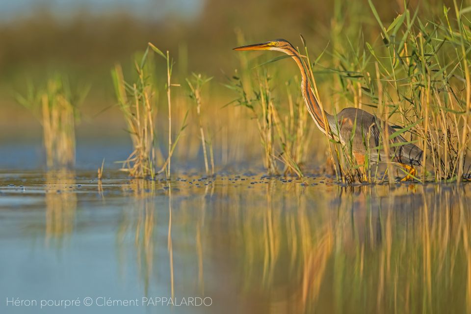 Camargue: Discovery of Nature at the Vigueirat Marshes - Vigueirat Marshes Highlights