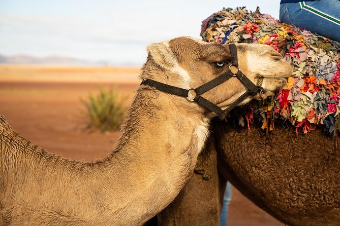 Camel and Quad Biking Tour From Marrakech - Traditional Moroccan Lunch