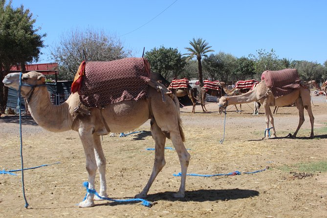 Camel Ride in the Palmeraie of Marrakech - Intimate Group Size