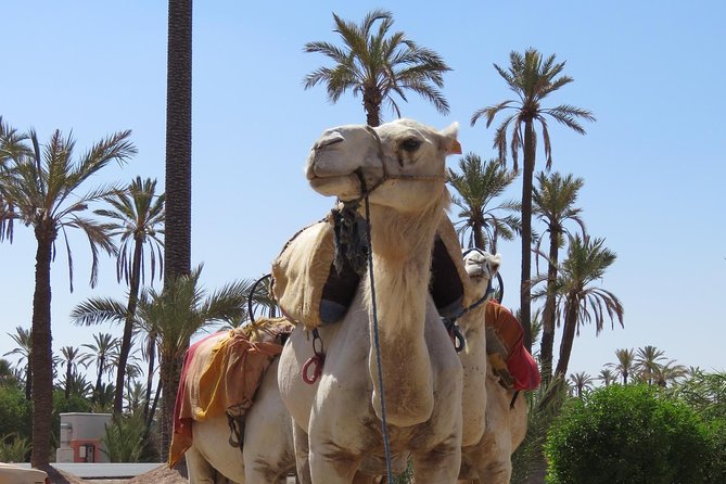 Camel Ride & Quad Biking Half Day in Marrakech - Refreshment Break