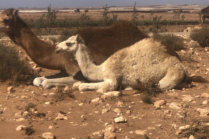 Camel Riding Agadir - Pickup and Transport Arrangements