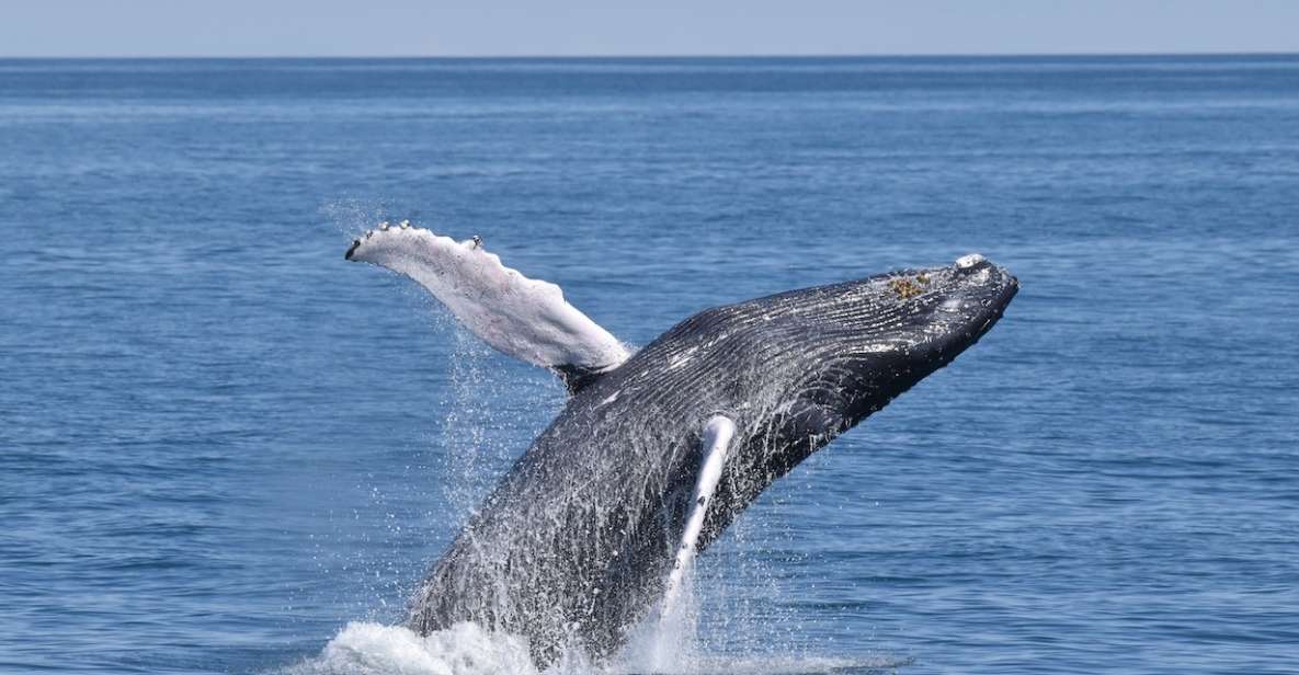 Cape May: Scenic Whale and Dolphin Watching Cruise - Experience Highlights