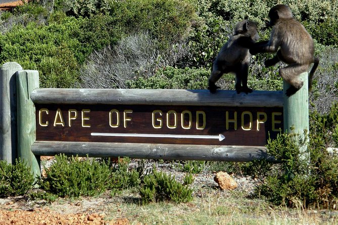 Cape of Good Hope, Cape Point & Penguins Private Customizable Afternoon Tour - Tour Details