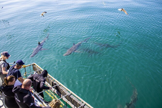 Cape Shark Diving Adventures - Meeting Point