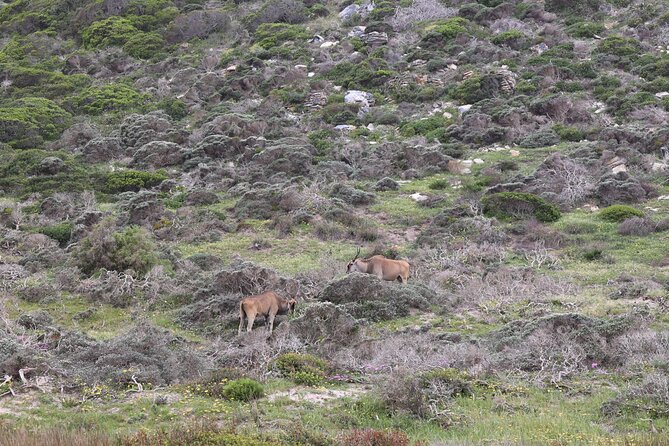 Cape Town: Cape of Good Hope, Table Mountain & Wine Tasting Tour - Exploring Boulders Beach Penguins