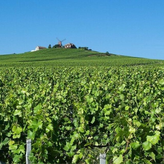 Champagne Region From Paris: Reims and Champagne Tasting - Guided Tour of Reims