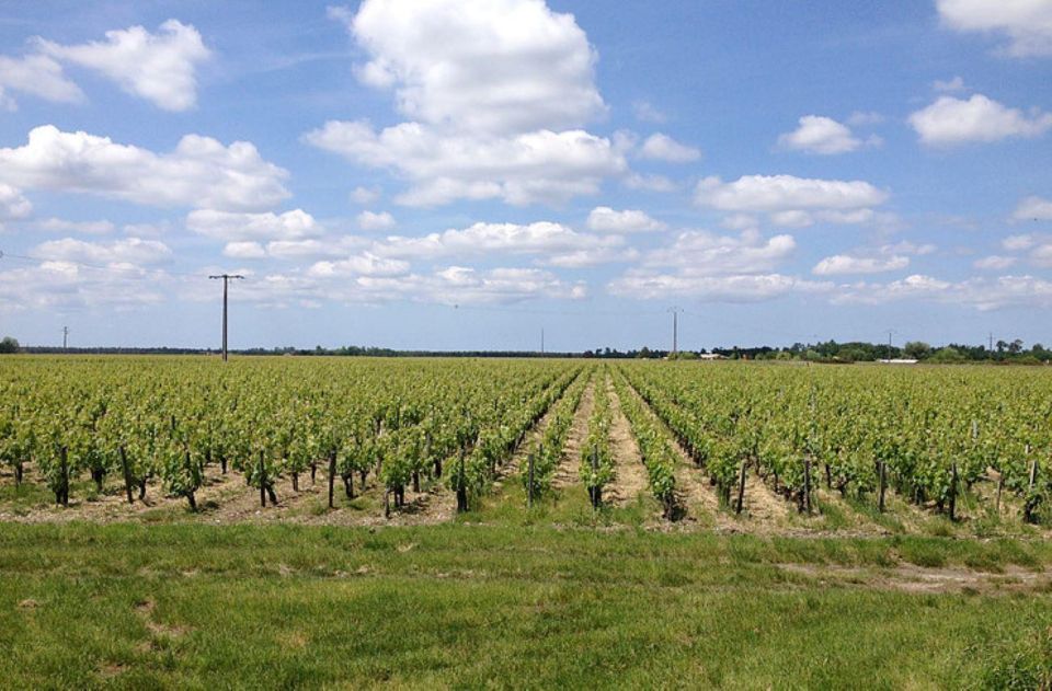 Château Lacour Jacquet Winery Visit and Tasting - Visiting the Vat Room