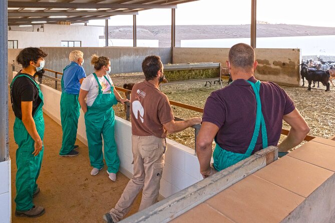 Cheese Making Workshop in Fuerteventura With Breakfast - Experience Highlights