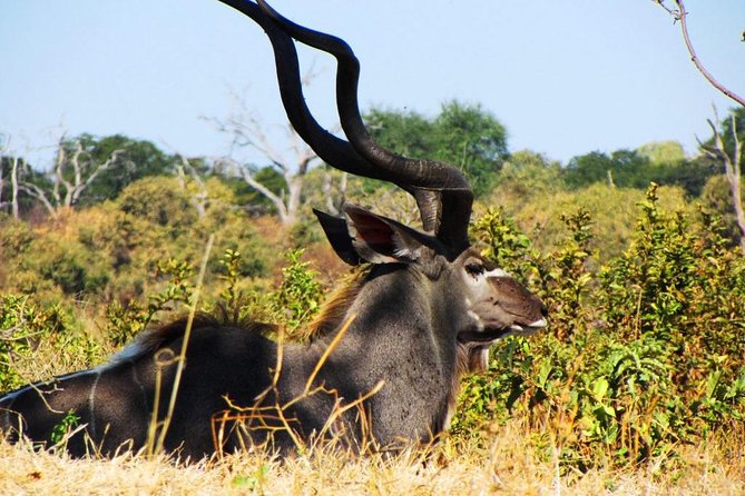 Chobe National Park Full Day Safari (Botswana) - Chobe River Boat Cruise