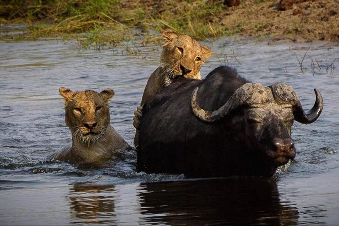 Chobe Safari Day Trip From Livingstone - Pickup and Start Time