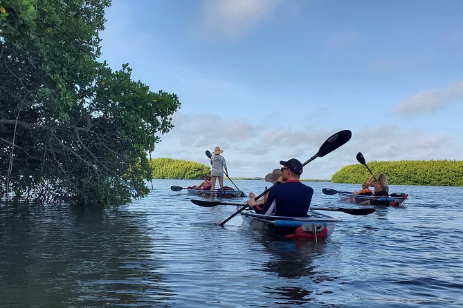 Clear Kayak Tour of Shell Key Preserve and Tampa Bay Area - Experience Expectations