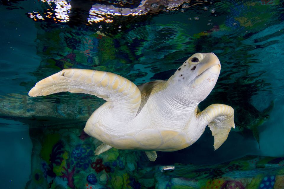 Clearwater: Eco-Certified Marine Aquarium General Admission - Resident Marine Life and Habitats