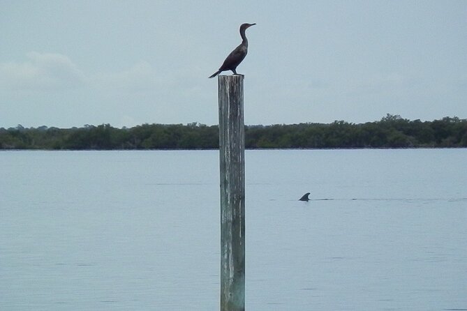 Cocoa Beach Dolphin Tours on the Banana River - Customer Reviews and Feedback